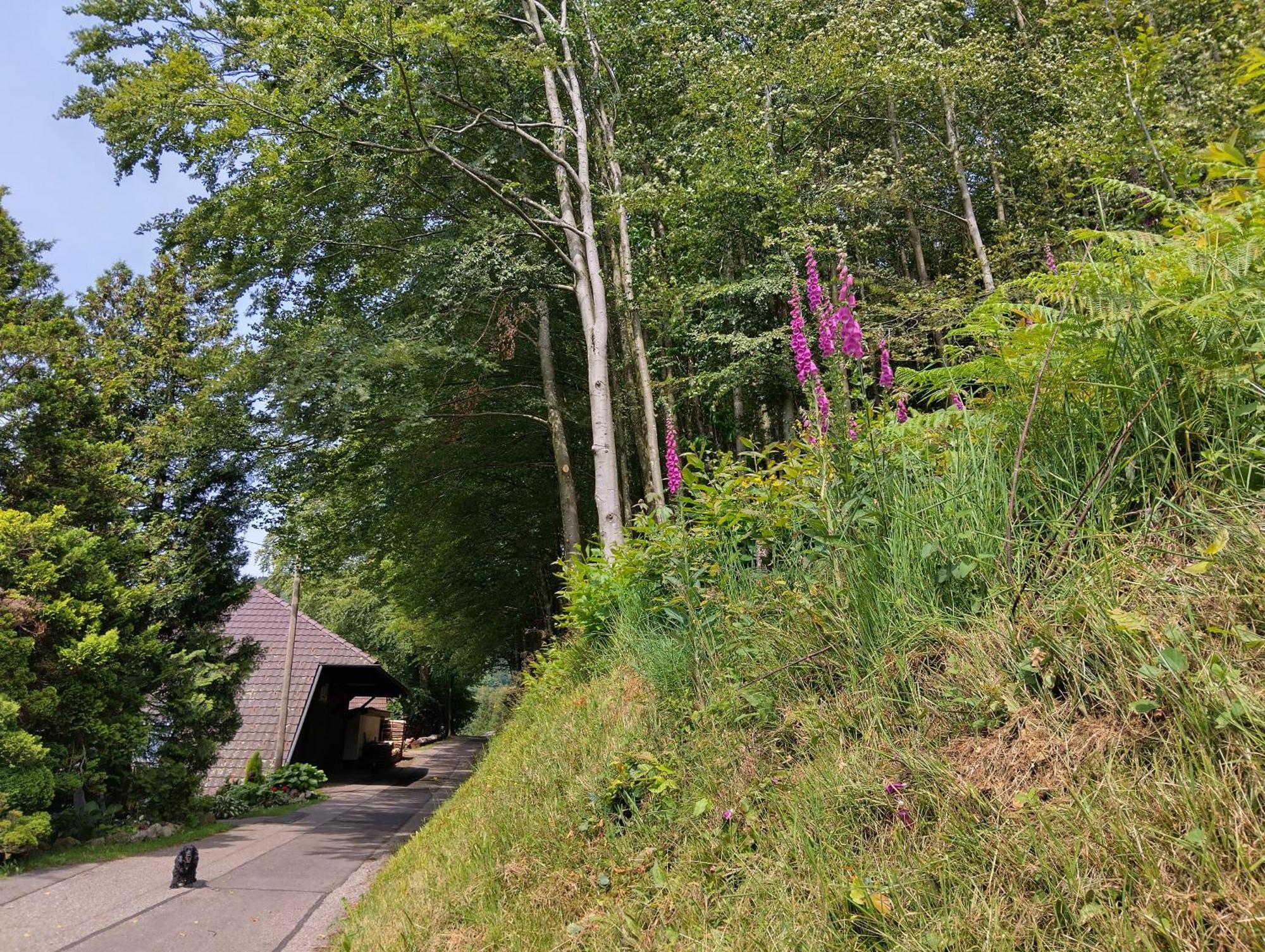 Ferienwohnung Haus "Guck - Ins - Tal" Sasbachwalden Exterior foto